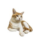 うちの猫 オレー（個別スタンプ：18）