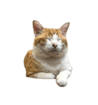 うちの猫 オレー（個別スタンプ：19）