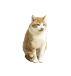 うちの猫 オレー（個別スタンプ：21）