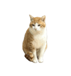 うちの猫 オレー（個別スタンプ：22）