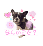はんぺんさんちのブルちゃん3（個別スタンプ：3）