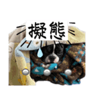 はんぺんさんちのブルちゃん3（個別スタンプ：4）