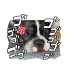 はんぺんさんちのブルちゃん3（個別スタンプ：5）
