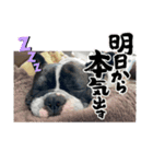 はんぺんさんちのブルちゃん3（個別スタンプ：6）