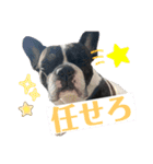 はんぺんさんちのブルちゃん3（個別スタンプ：8）