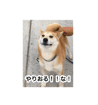 ゲンちゃんは今日も絶好調（個別スタンプ：1）