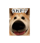 ゲンちゃんは今日も絶好調（個別スタンプ：2）