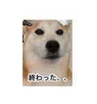 ゲンちゃんは今日も絶好調（個別スタンプ：3）