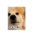 ゲンちゃんは今日も絶好調（個別スタンプ：4）