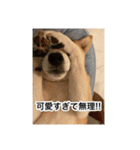 ゲンちゃんは今日も絶好調（個別スタンプ：8）