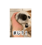 ゲンちゃんは今日も絶好調（個別スタンプ：12）
