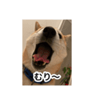 ゲンちゃんは今日も絶好調（個別スタンプ：14）