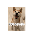 ゲンちゃんは今日も絶好調（個別スタンプ：15）