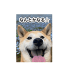ゲンちゃんは今日も絶好調（個別スタンプ：17）