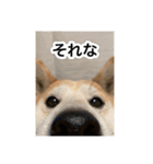 ゲンちゃんは今日も絶好調（個別スタンプ：22）