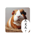 可愛いモルモットっぽい小動物（個別スタンプ：34）