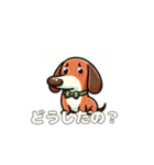 犬のスタンプ（ダックスフンド）（個別スタンプ：14）