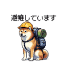 ドット絵 柴犬 災害時に（個別スタンプ：26）