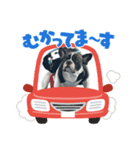 はんぺんさんちのブルちゃん4（個別スタンプ：2）