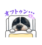 はんぺんさんちのブルちゃん4（個別スタンプ：3）