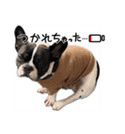 はんぺんさんちのブルちゃん4（個別スタンプ：4）