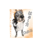 我々動物連盟は代弁する vol.2 日常の挨拶（個別スタンプ：10）