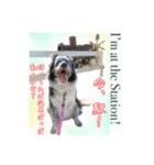 我々動物連盟は代弁する vol.2 日常の挨拶（個別スタンプ：22）