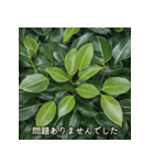 職場で使える敬語植物（個別スタンプ：19）