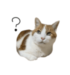 うちの猫まろんのスタンプ（個別スタンプ：18）