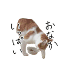うちの猫まろんのスタンプ（個別スタンプ：28）