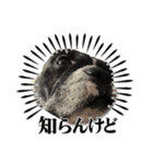 はんぺんさんちのブルちゃん5（個別スタンプ：3）