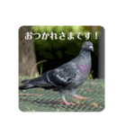 仕事を頑張る鳩たち（個別スタンプ：2）