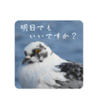 仕事を頑張る鳩たち（個別スタンプ：3）