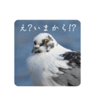 仕事を頑張る鳩たち（個別スタンプ：4）