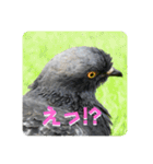 仕事を頑張る鳩たち（個別スタンプ：5）