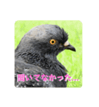 仕事を頑張る鳩たち（個別スタンプ：6）