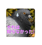 仕事を頑張る鳩たち（個別スタンプ：8）