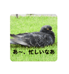 仕事を頑張る鳩たち（個別スタンプ：9）