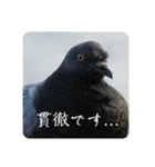 仕事を頑張る鳩たち（個別スタンプ：10）