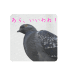 仕事を頑張る鳩たち（個別スタンプ：13）