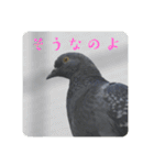 仕事を頑張る鳩たち（個別スタンプ：14）