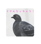 仕事を頑張る鳩たち（個別スタンプ：15）