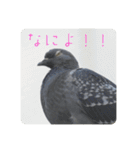 仕事を頑張る鳩たち（個別スタンプ：16）