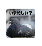 仕事を頑張る鳩たち（個別スタンプ：17）