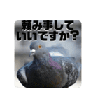 仕事を頑張る鳩たち（個別スタンプ：18）