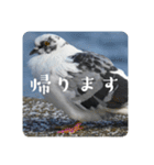 仕事を頑張る鳩たち（個別スタンプ：19）