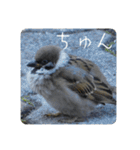 仕事を頑張る鳩たち（個別スタンプ：20）