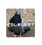 仕事を頑張る鳩たち（個別スタンプ：21）