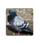 仕事を頑張る鳩たち（個別スタンプ：22）