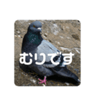 仕事を頑張る鳩たち（個別スタンプ：23）